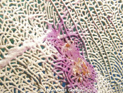 underwater composition by Johannetta Gordijn 